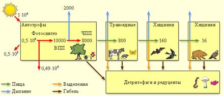 http://www.college.ru/biology/course/content/chapter12/section1/paragraph2/images/12010206.gif